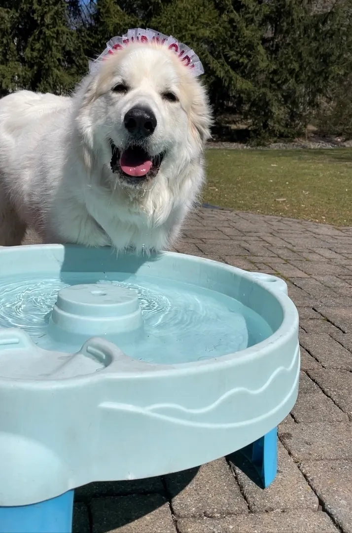 A dog standing on its hind legs near an empty water fountain.