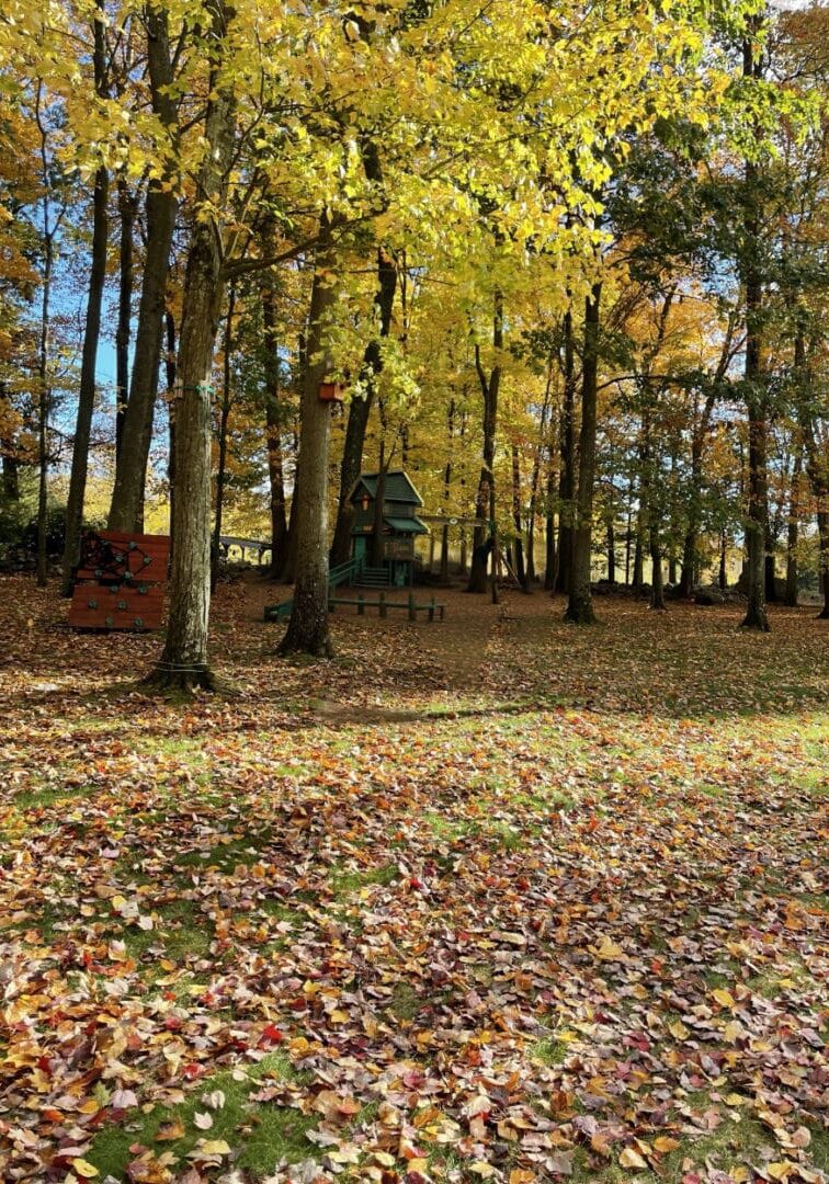 A field with trees and leaves on the ground